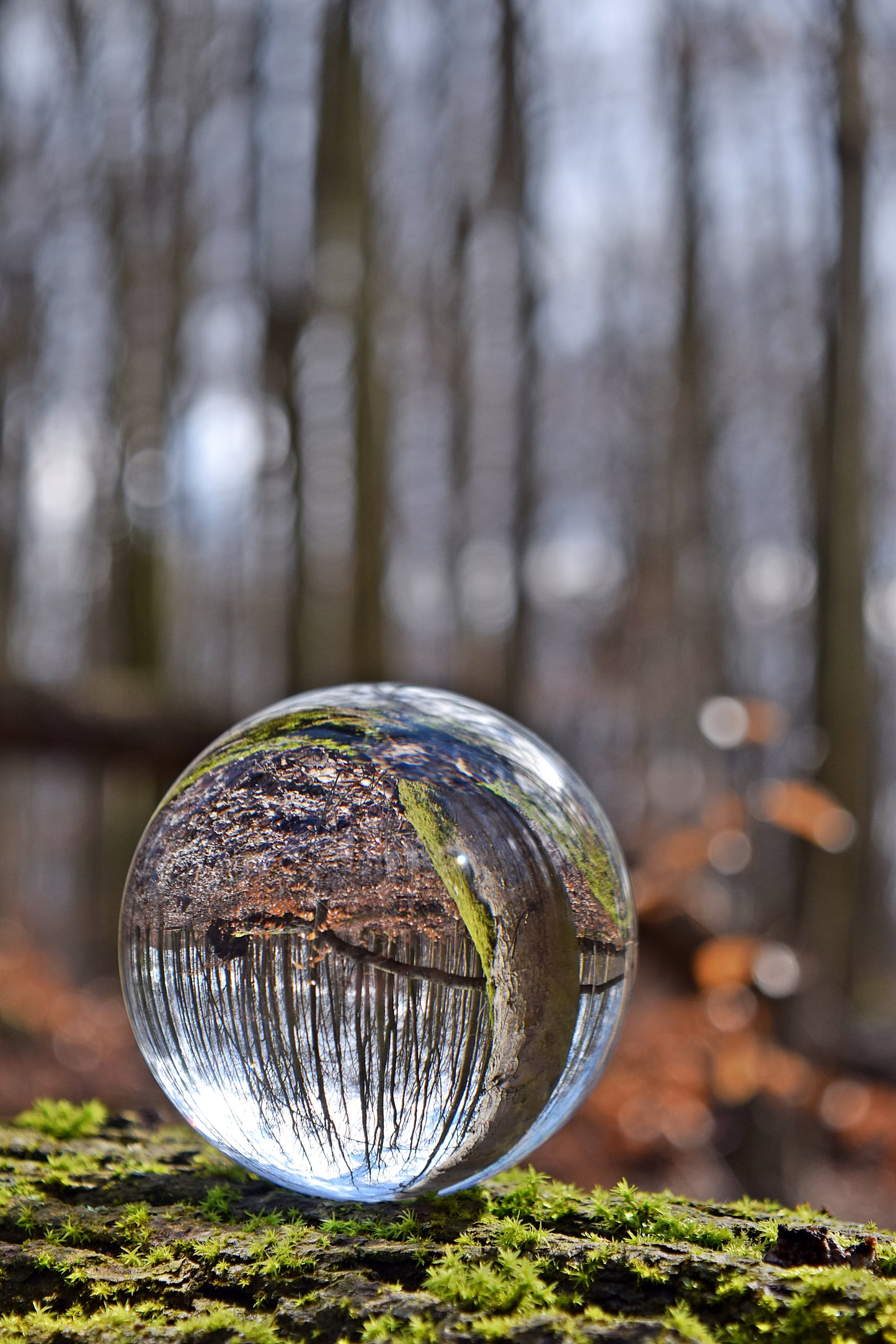 "Wald Glaskugel Baum" Fotografie digitale Datei Naturfotografie