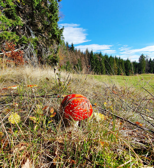 "Fliegenpilz Waldlichtung" Fotografie digitale Datei Naturfotografie