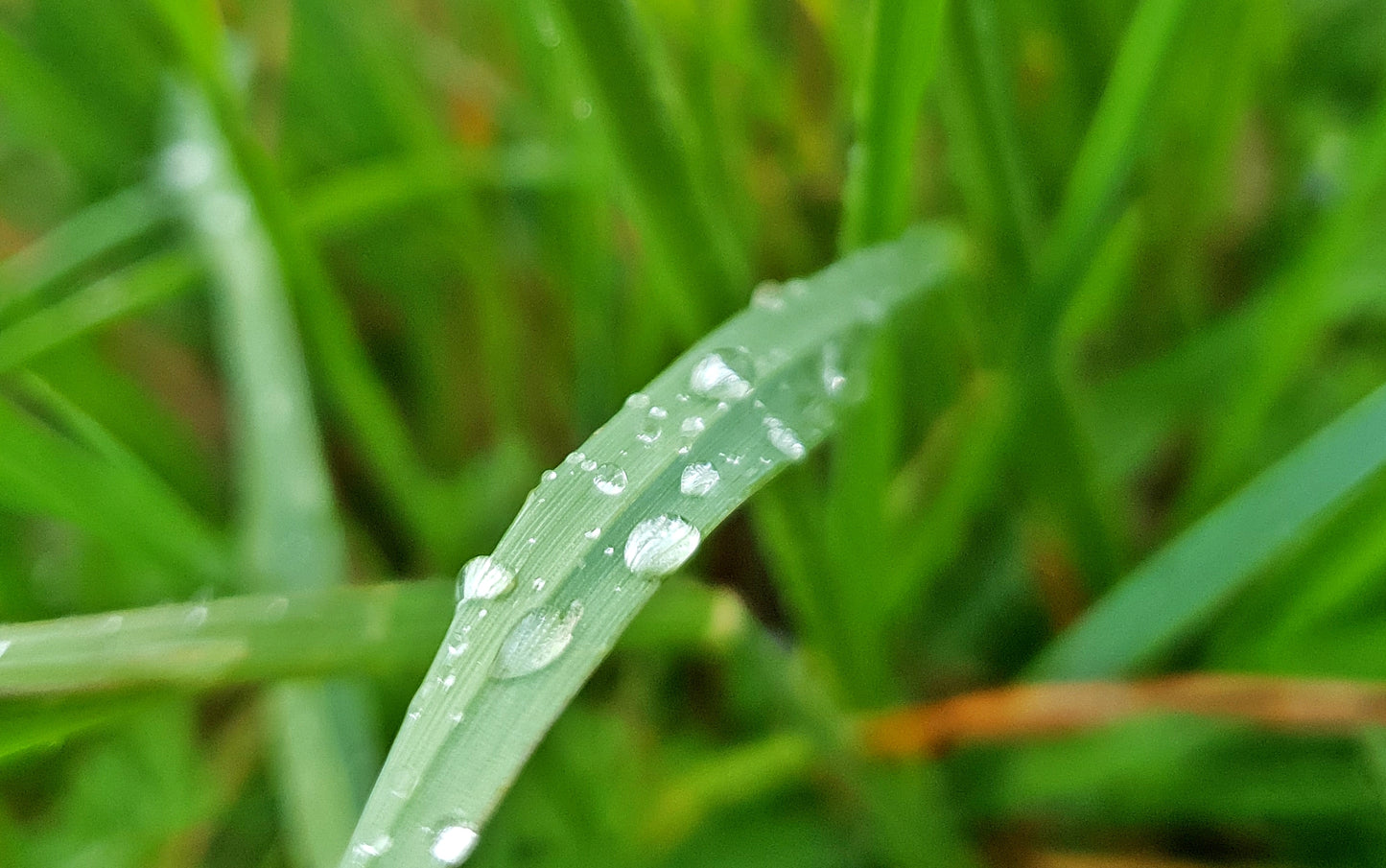 "Regentropfen Gras" Fotografie digitale Datei Naturfotografie