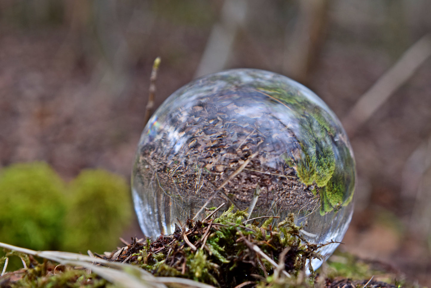 "Glaskugel Wald" Fotografie digitale Datei Naturfotografie