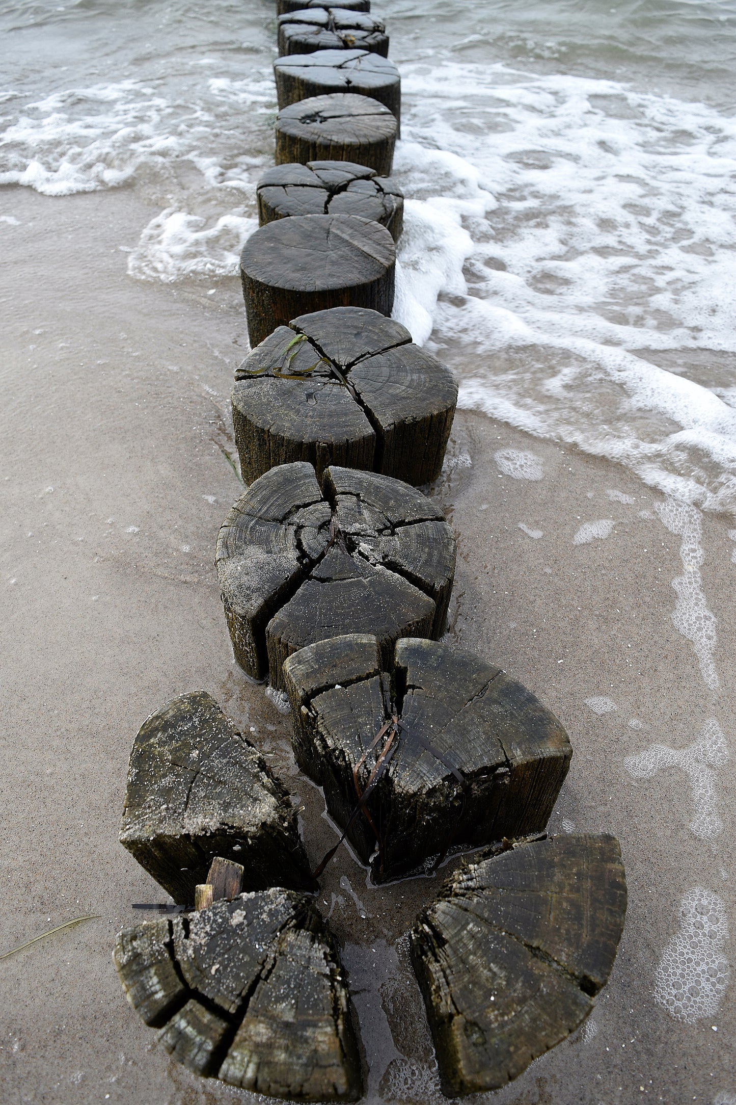 "Holz am Merr" Fotografie digitale Datei Naturfotografie