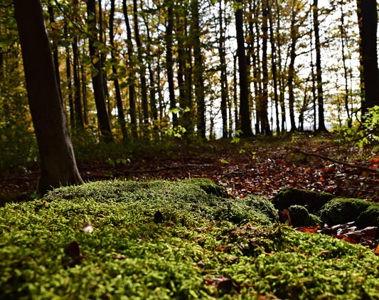 "Wald Lichtung Moos" Fotografie digitale Datei Naturfotografie