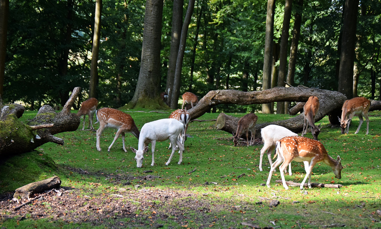 "Gemeinschaft" Fotografie digitale Datei Naturfotografie Tierfotografie