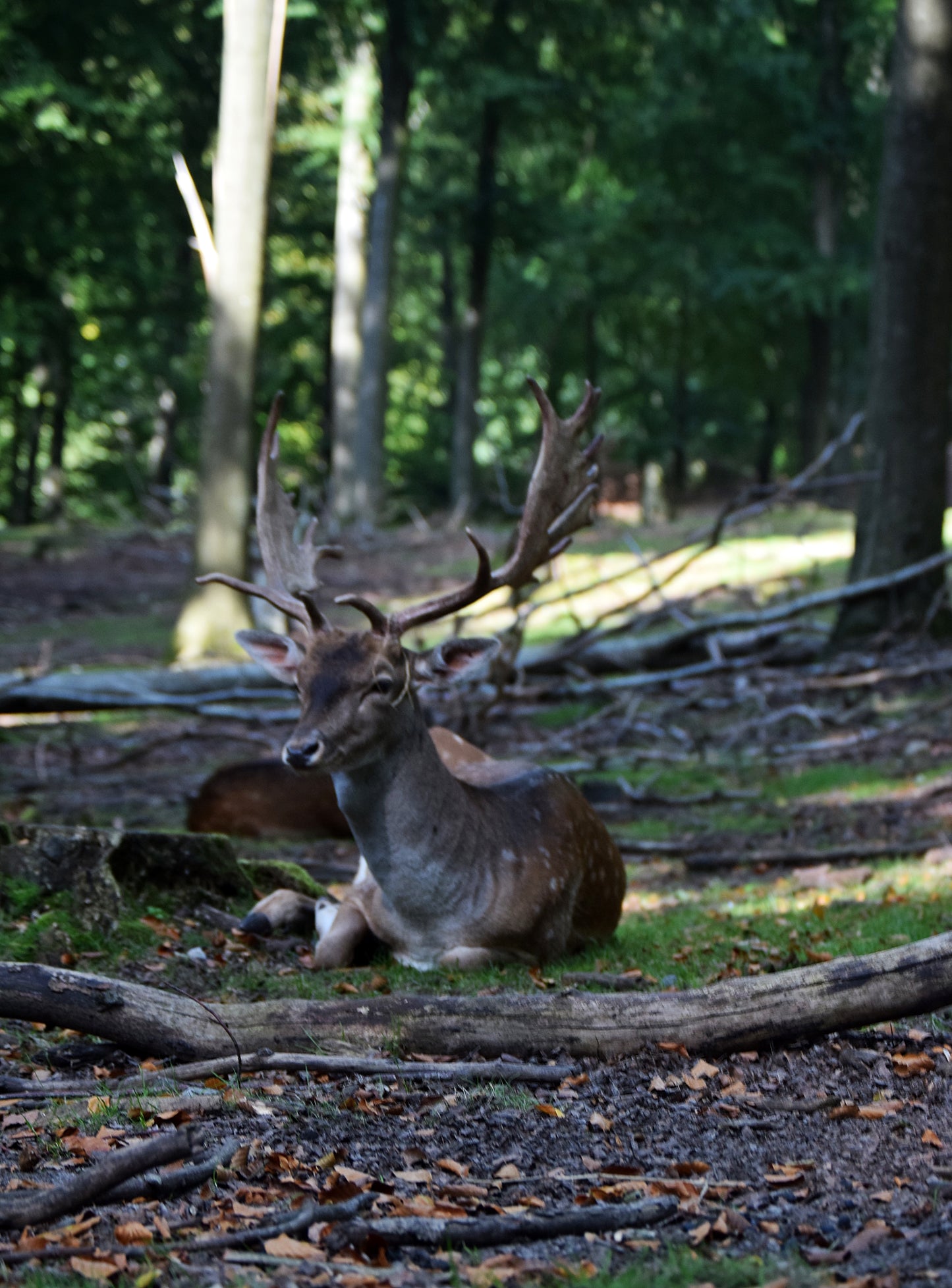 "Herr des Waldes" Fotografie digitale Datei Naturfotografie Tierfotografie