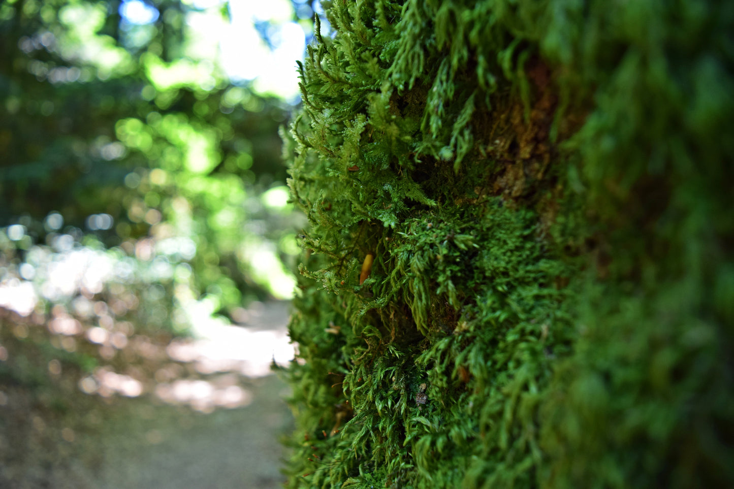 "grüner Moos-Baum" Fotografie digitale Datei Naturfotografie