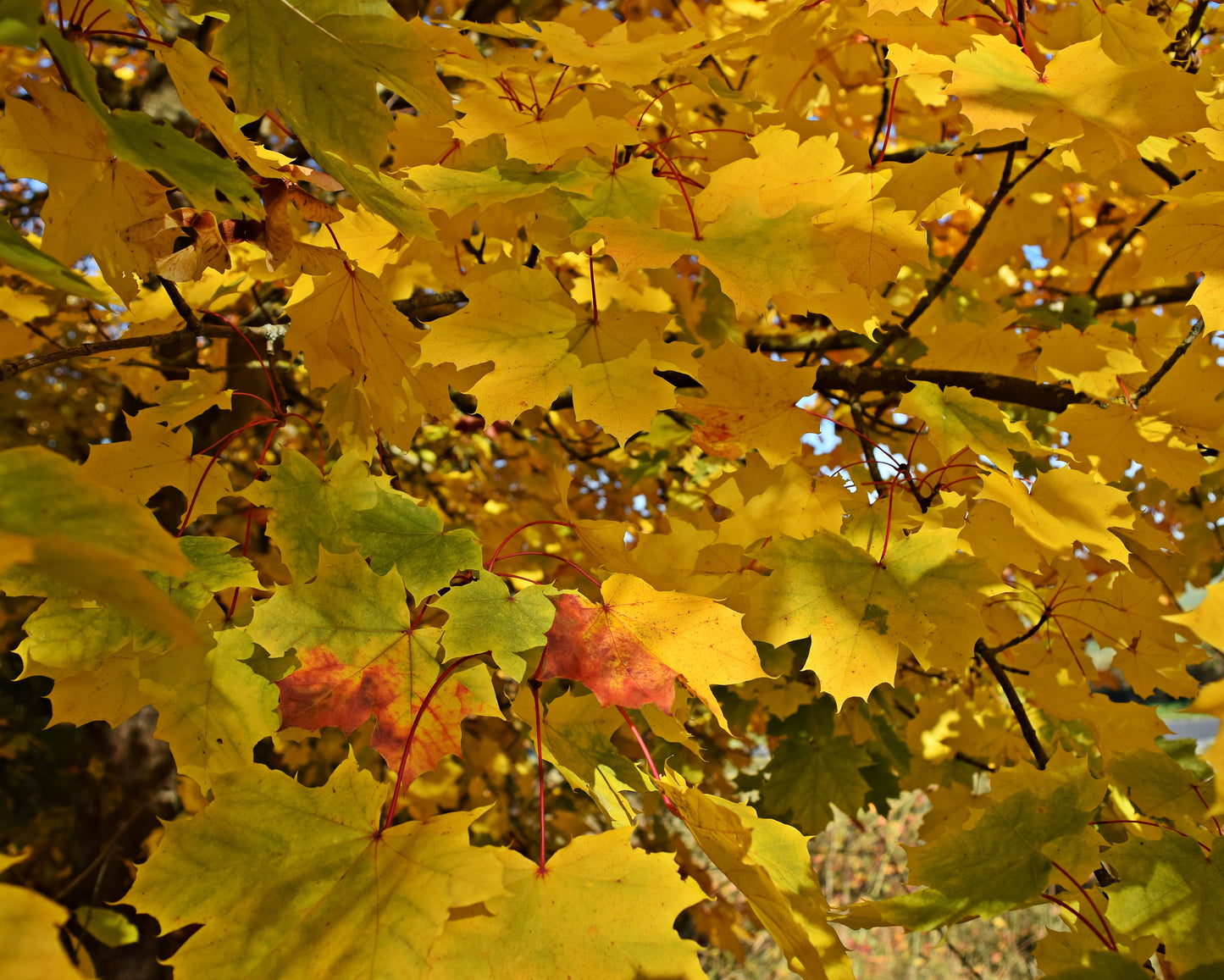 "gelber Herbst" Fotografie digitale Datei Naturfotografie