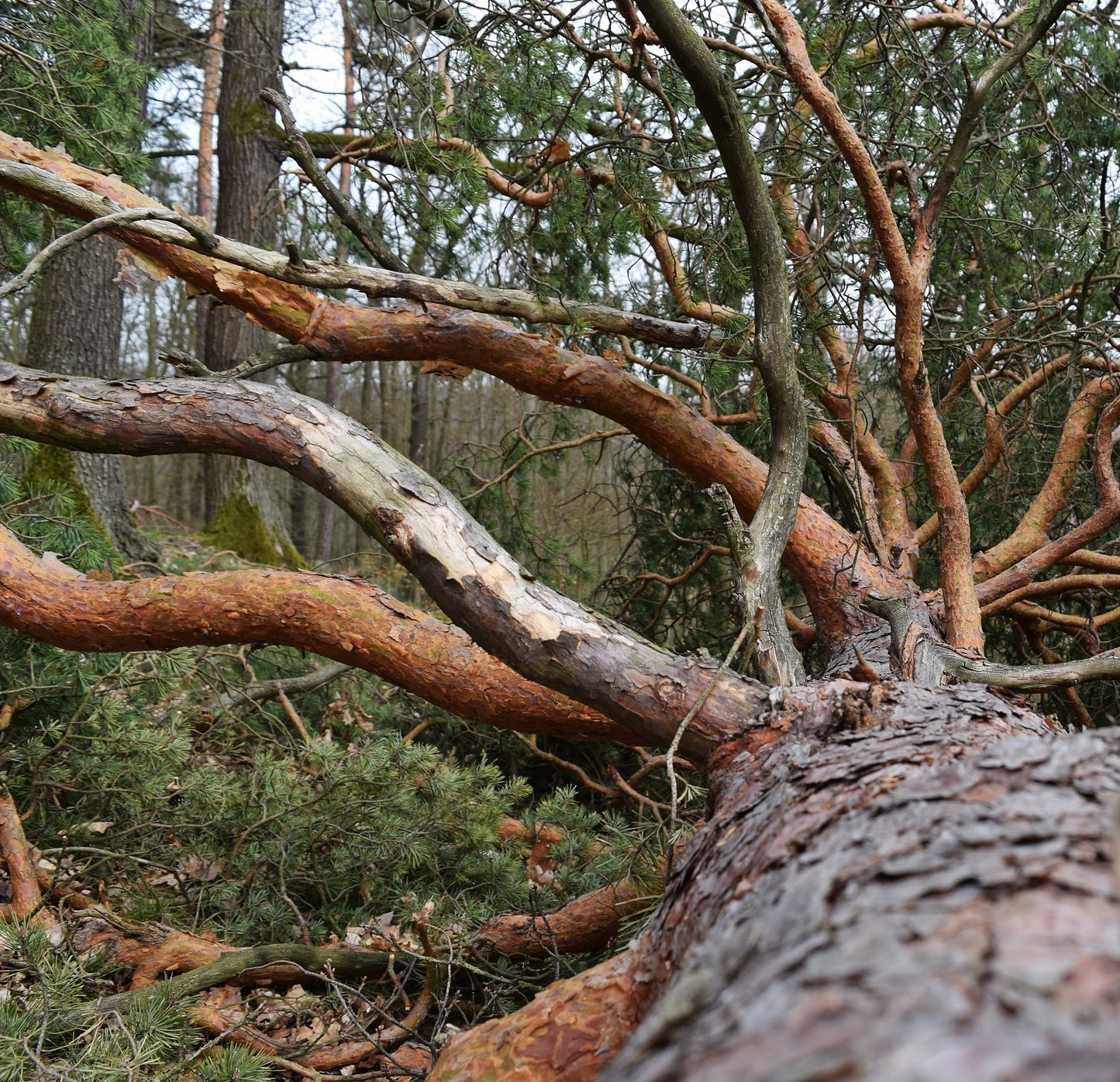 "umgefallener Baum" Fotografie digitale Datei Naturfotografie