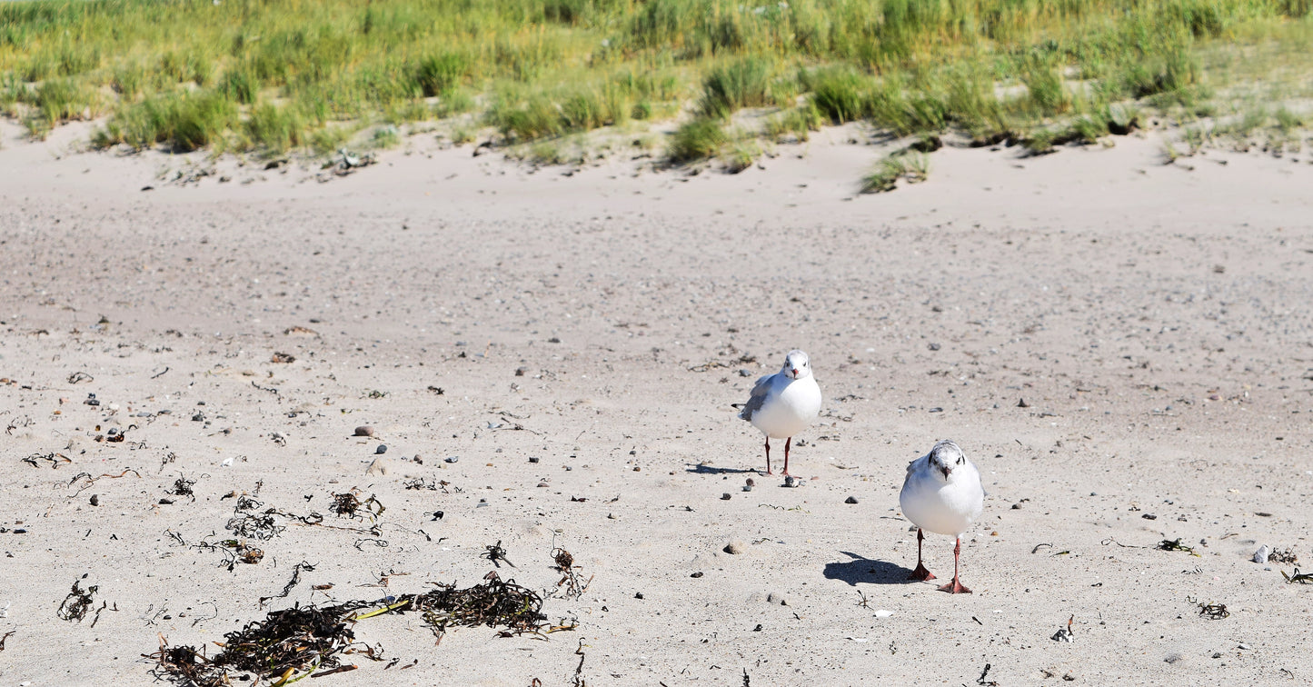 "Möven" Fotografie digitale Datei Naturfotografie